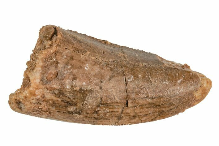 Serrated, Juvenile Carcharodontosaurus Tooth #214444